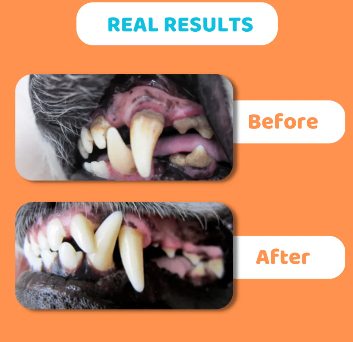 Dog Toothbrushes and Toothpaste
