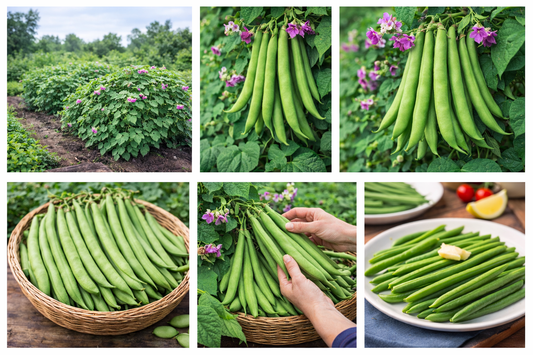 French Dwarf Bean Tendergreen Seeds – Stringless, High Yield Variety